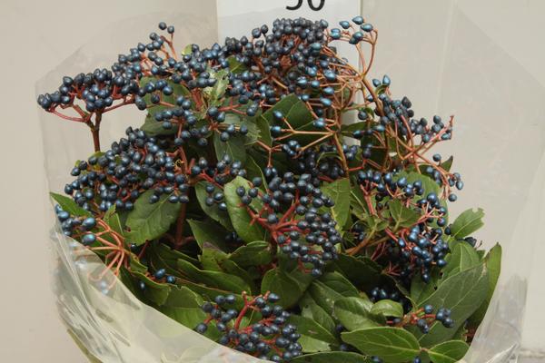Viburnum Black Berry
