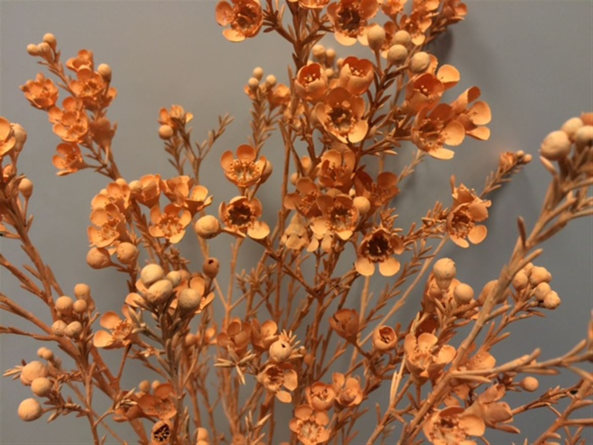 Waxflower Paint Apricot