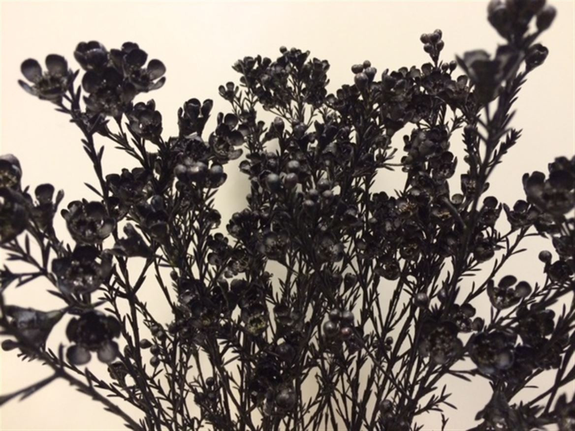 Waxflower Paint Black