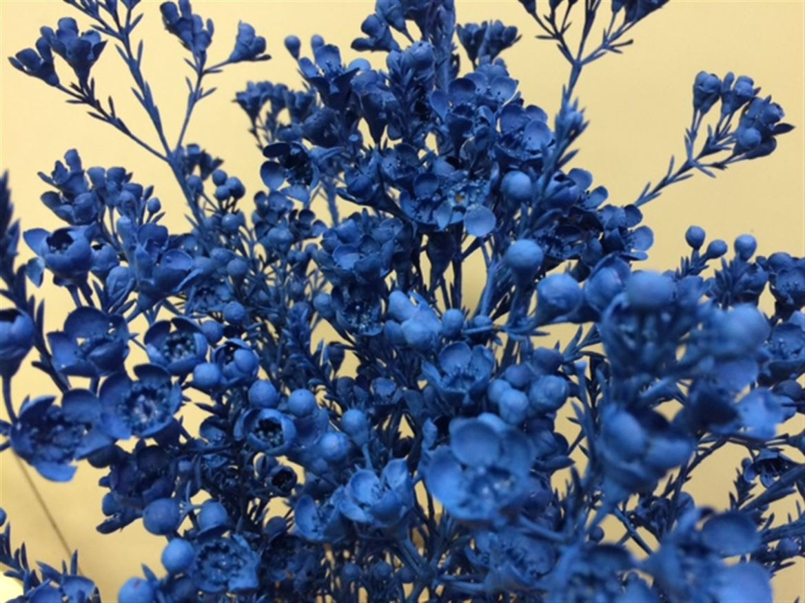 Waxflower Paint Blue