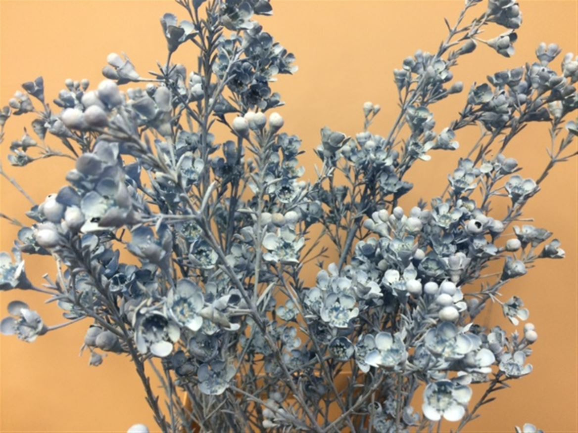 Waxflower Paint Blue Light
