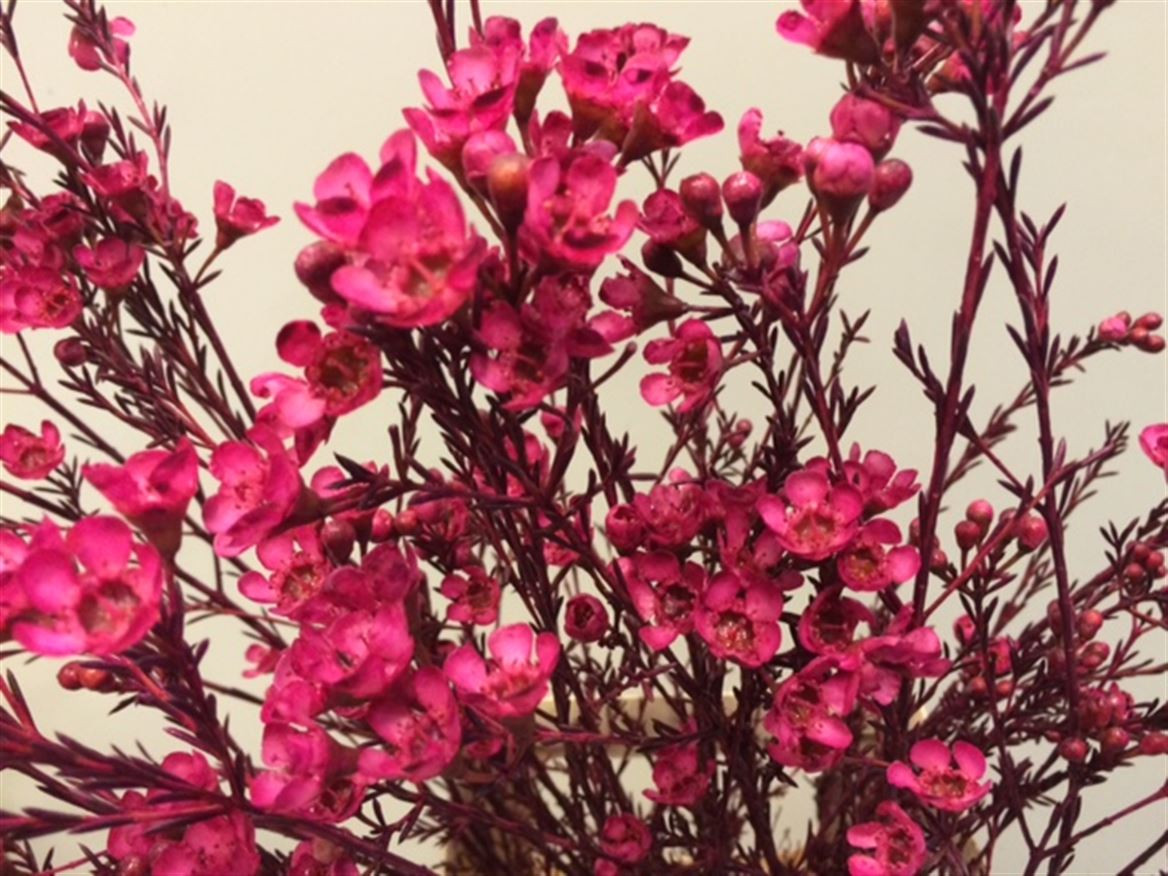Waxflower Paint Cerise