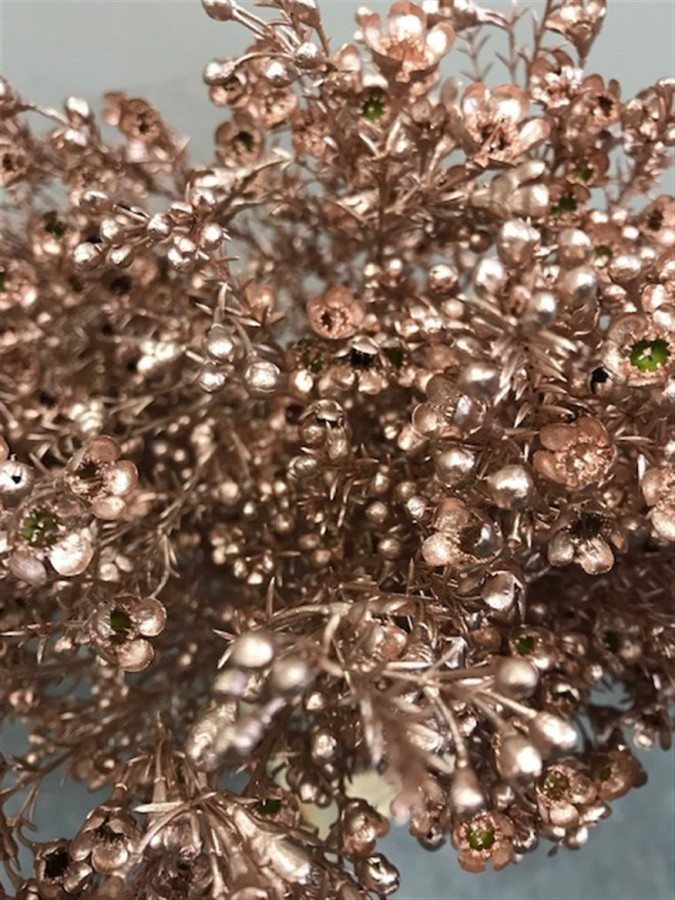 Waxflower Paint Champagne