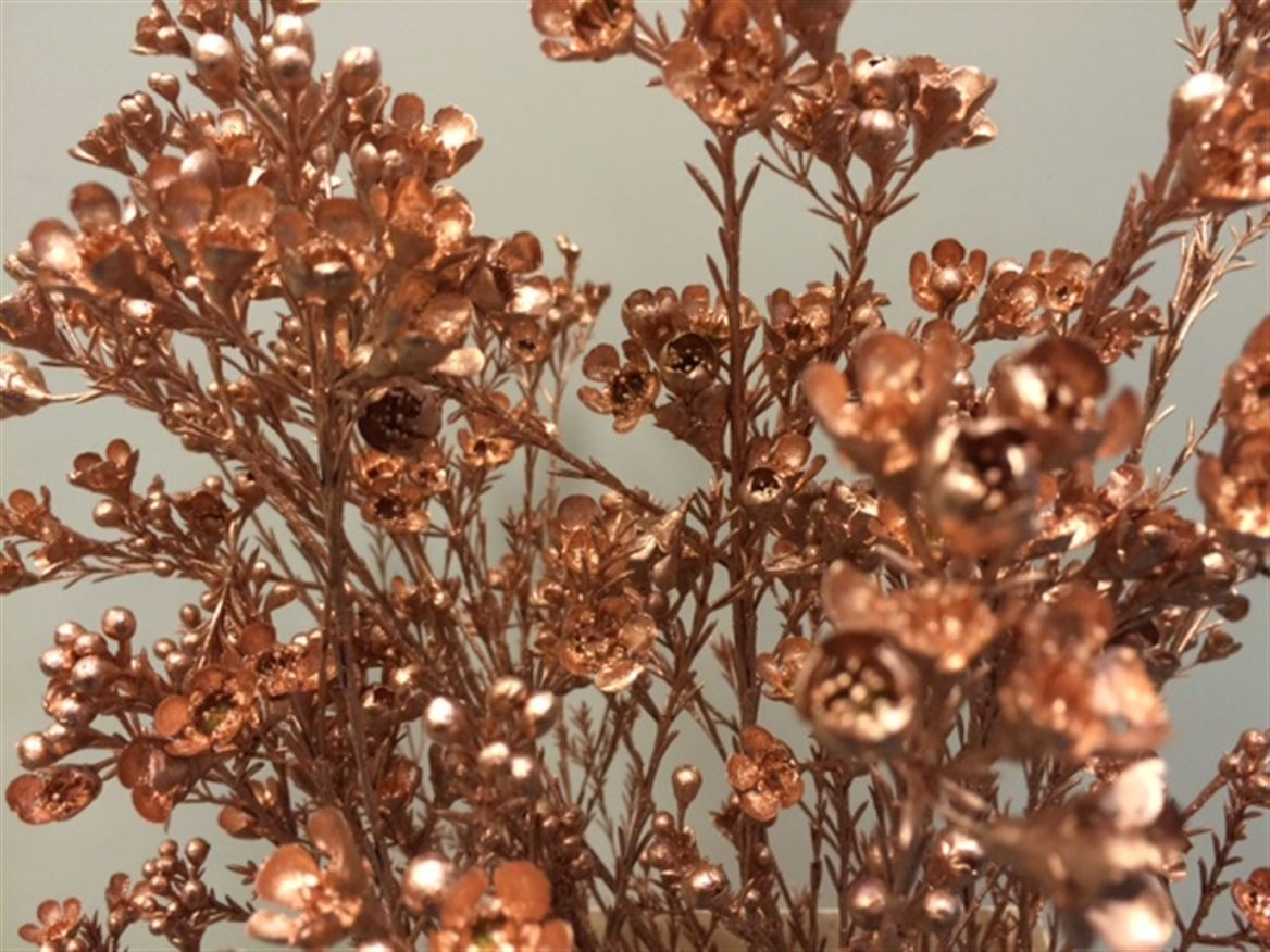 Waxflower Paint Copper