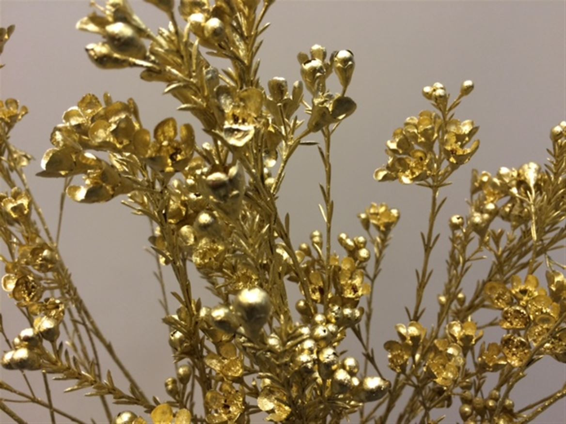Waxflower Paint Gold