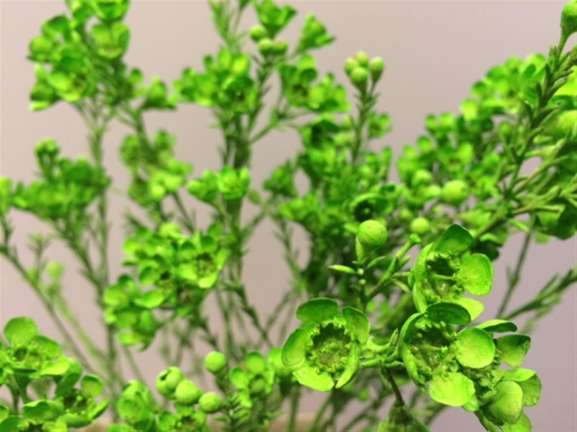 Waxflower Paint Green