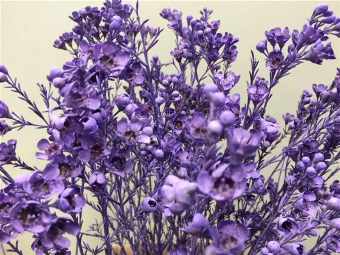 Waxflower Paint Milka