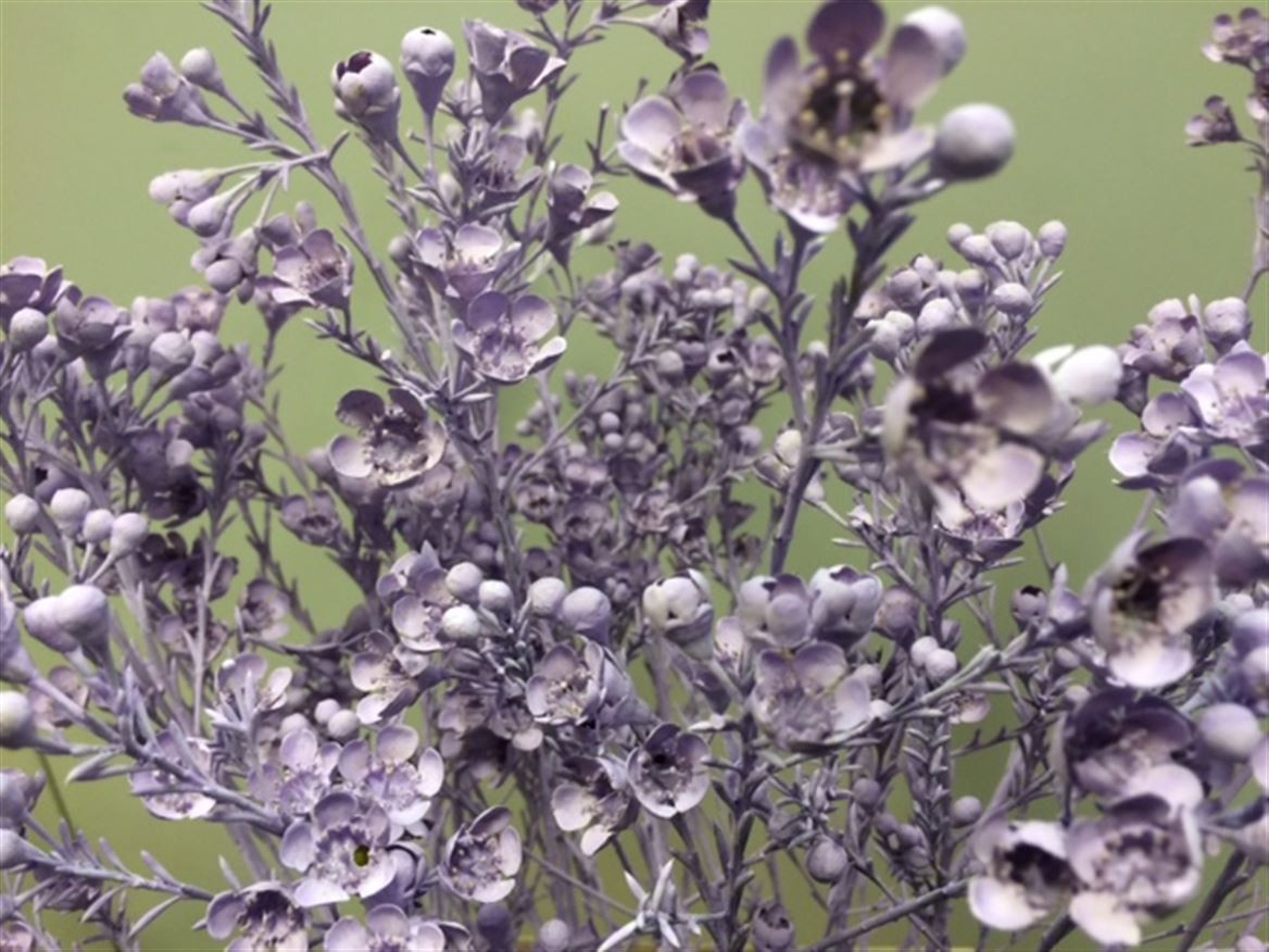 Waxflower Paint Milka Light