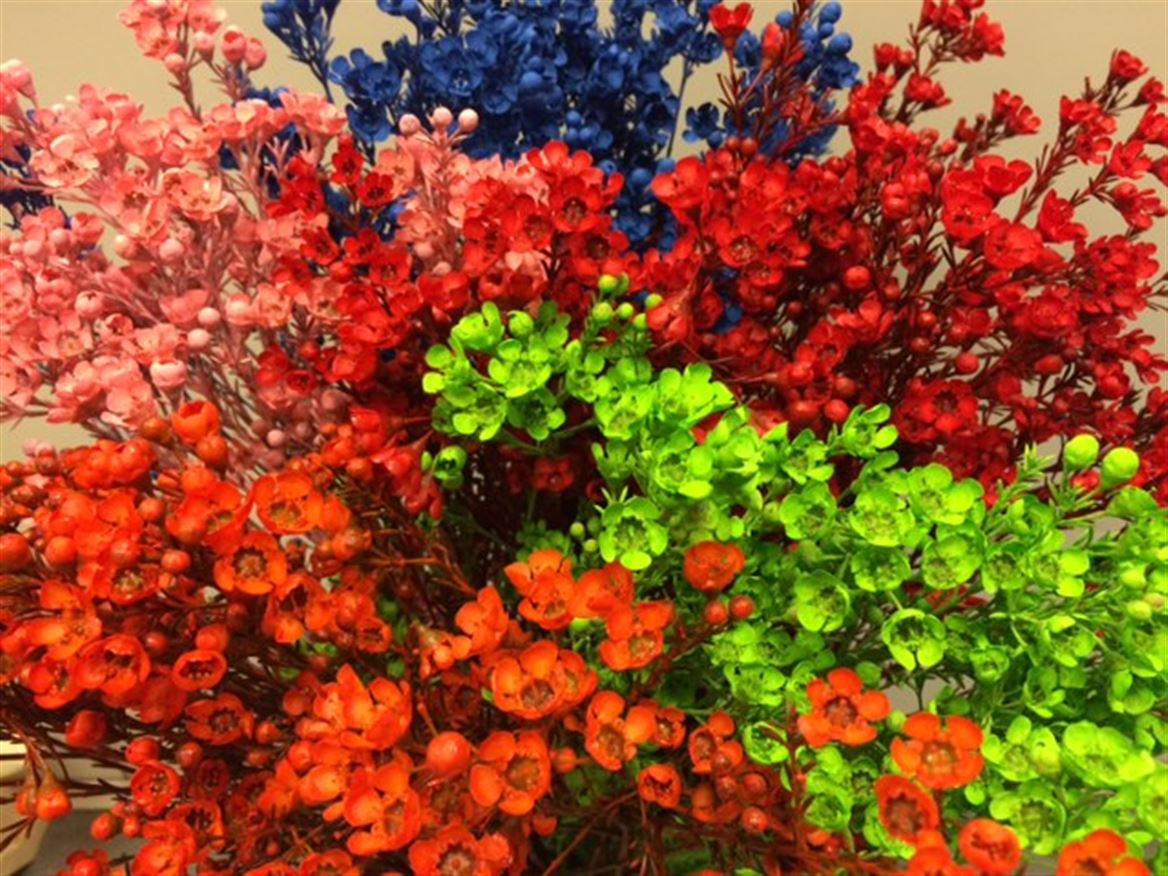 Waxflower Paint Mix Rainbow