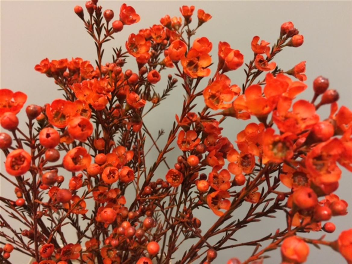 Waxflower Paint Orange