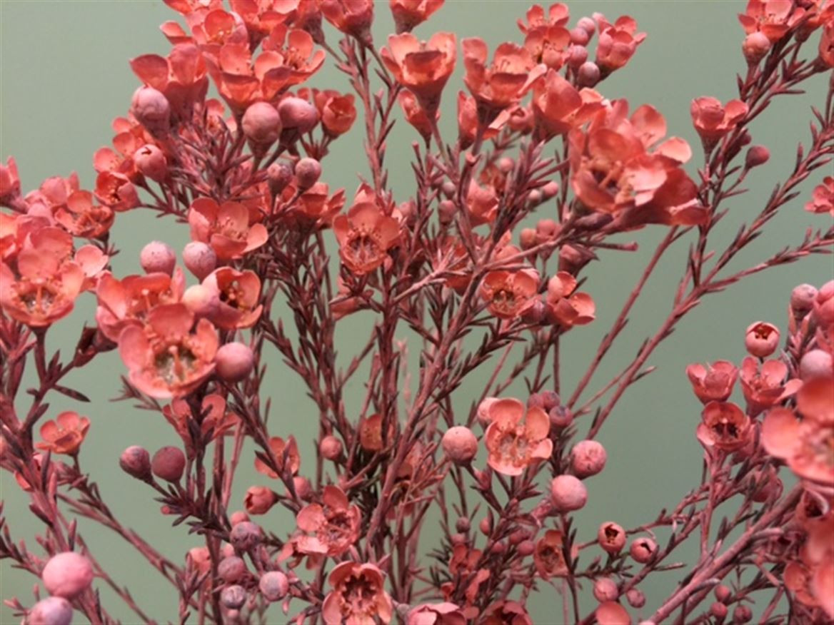 Waxflower Paint Pink