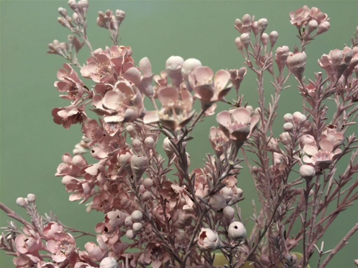 Waxflower Paint Pink Light