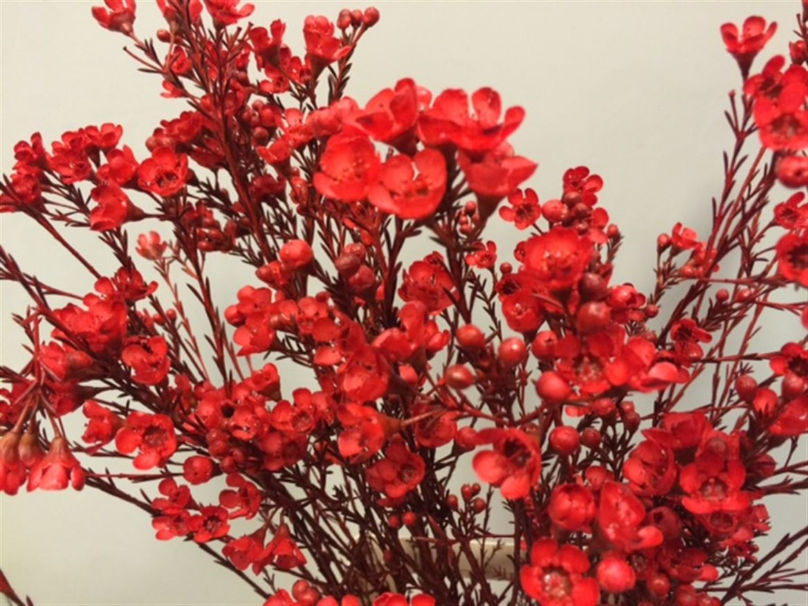 Waxflower Paint Red
