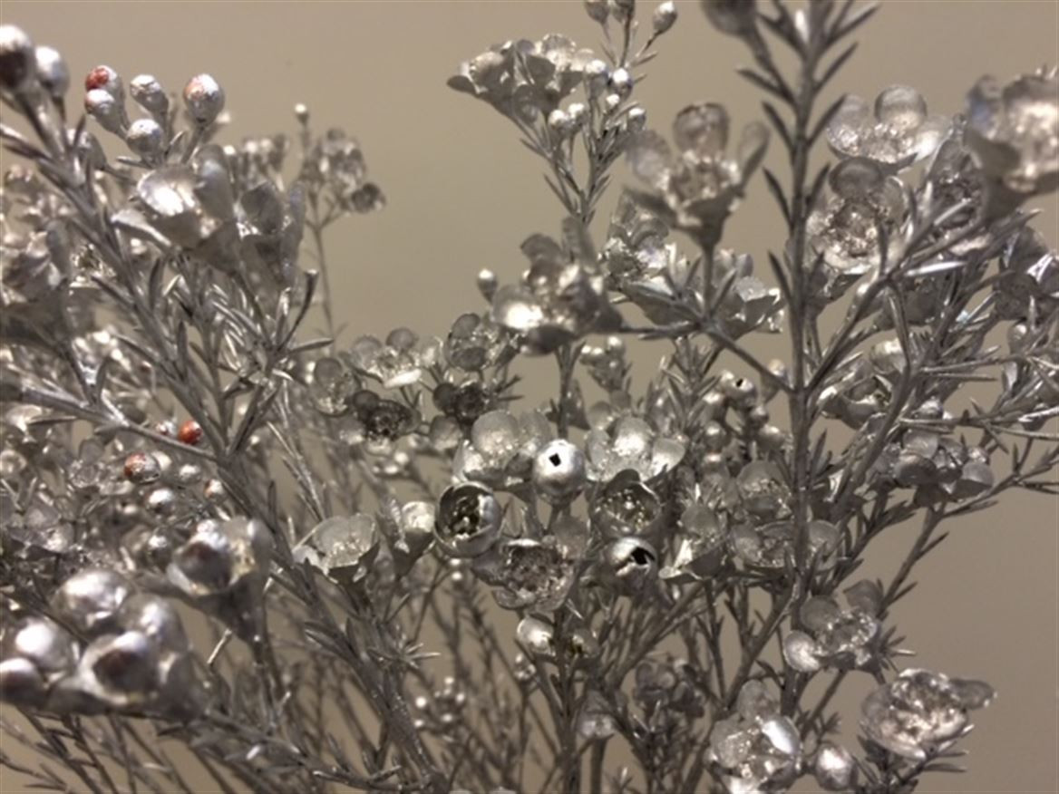Waxflower Paint Silver