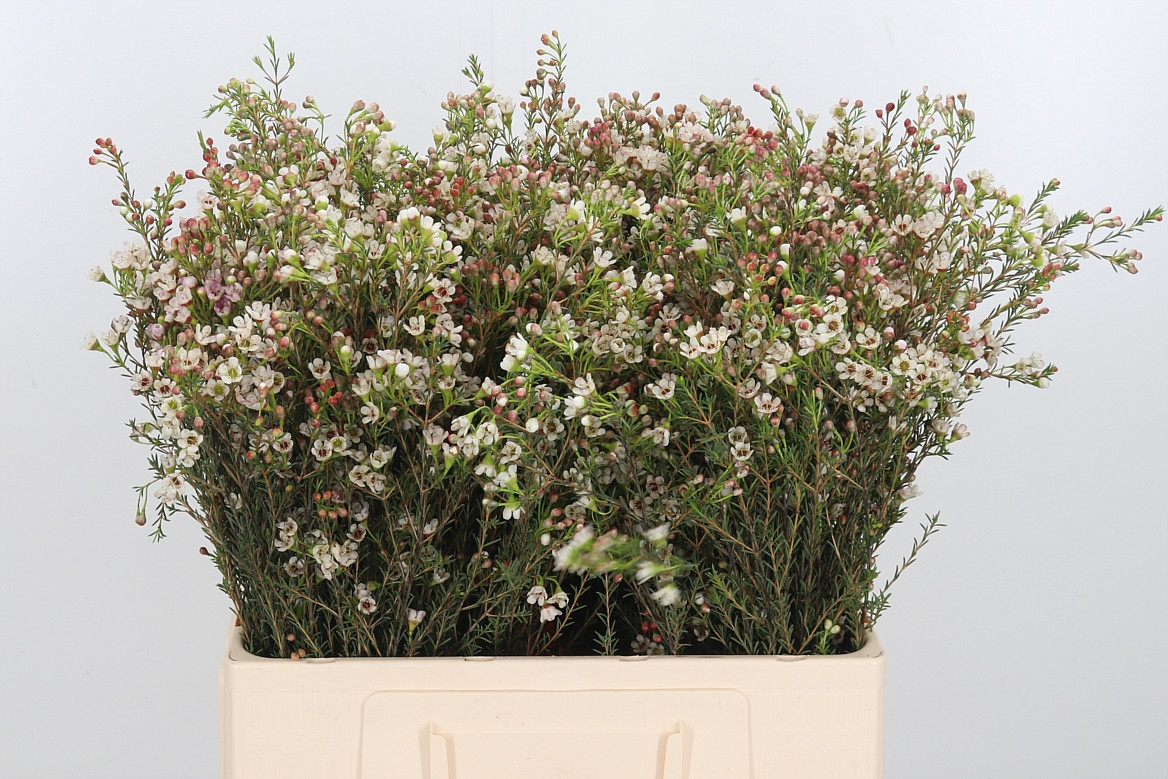 Waxflower Maya White
