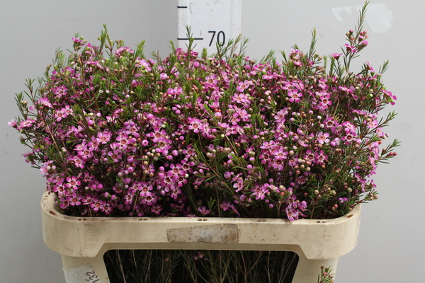 Waxflower Violet