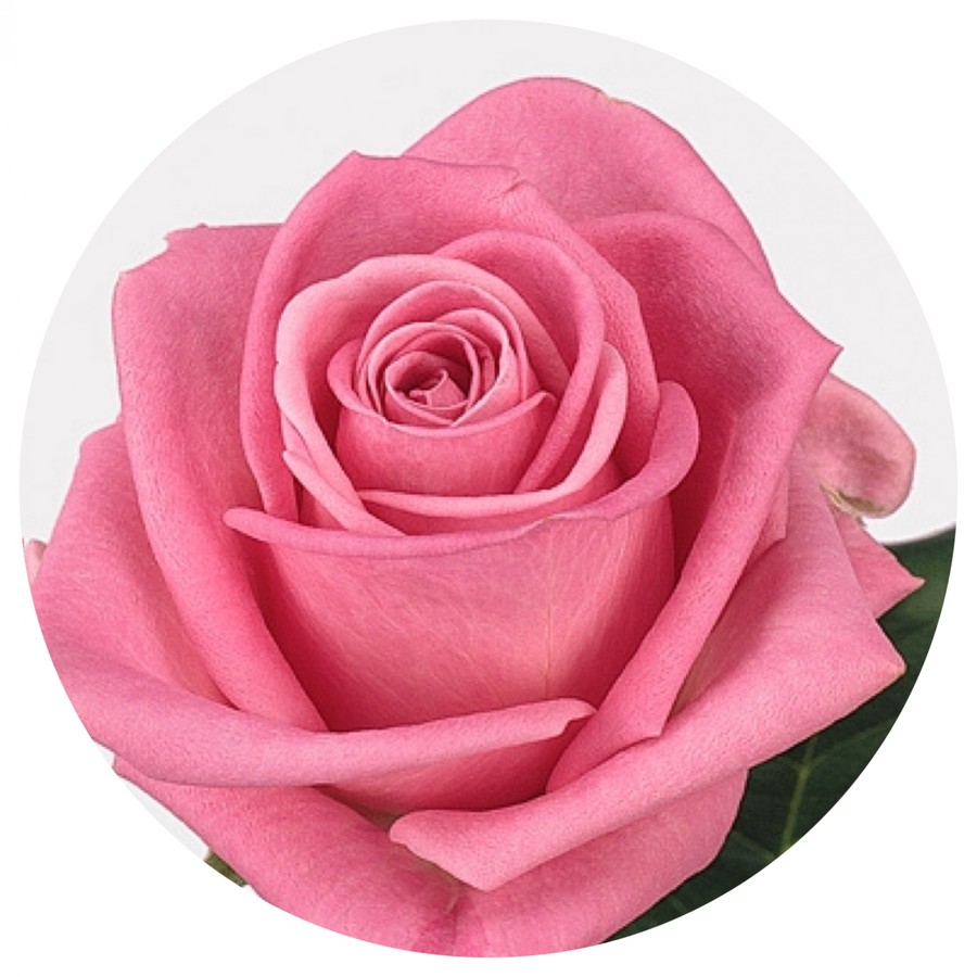 Rose ...Aqua Imp.Special