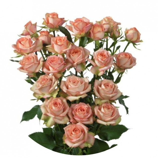 Roses Spray Azore