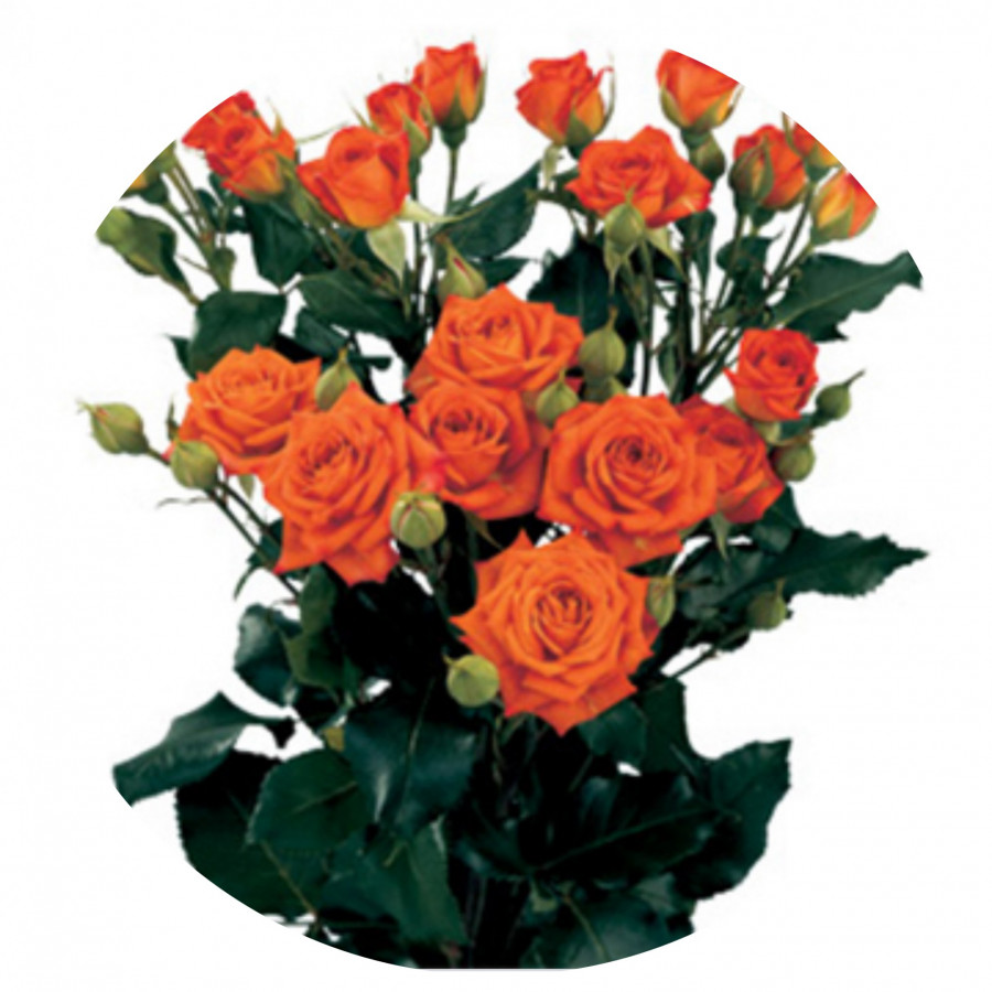 Roses Spray .Orange