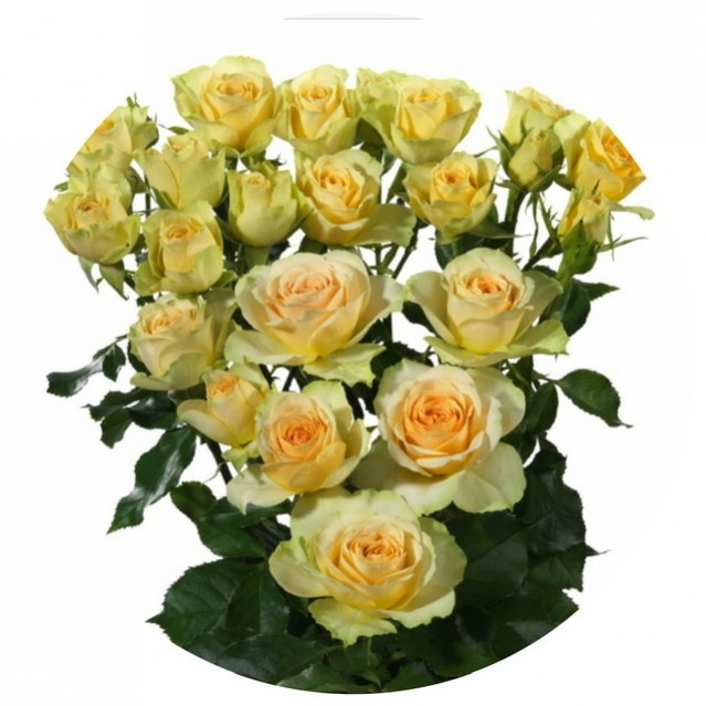 Roses Spray Bandolero