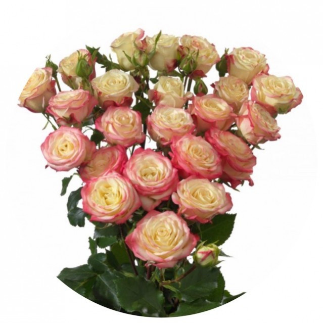 Roses Spray Candelicios