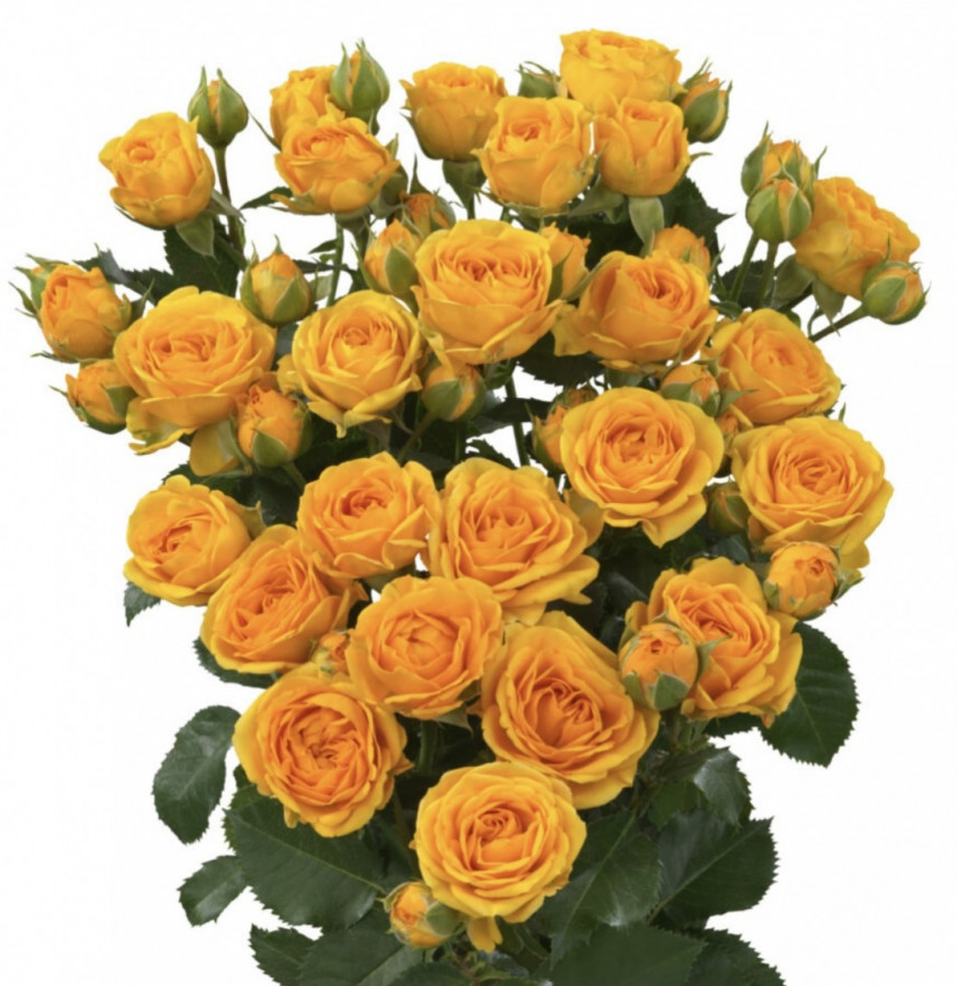 Roses Spray Cherokee