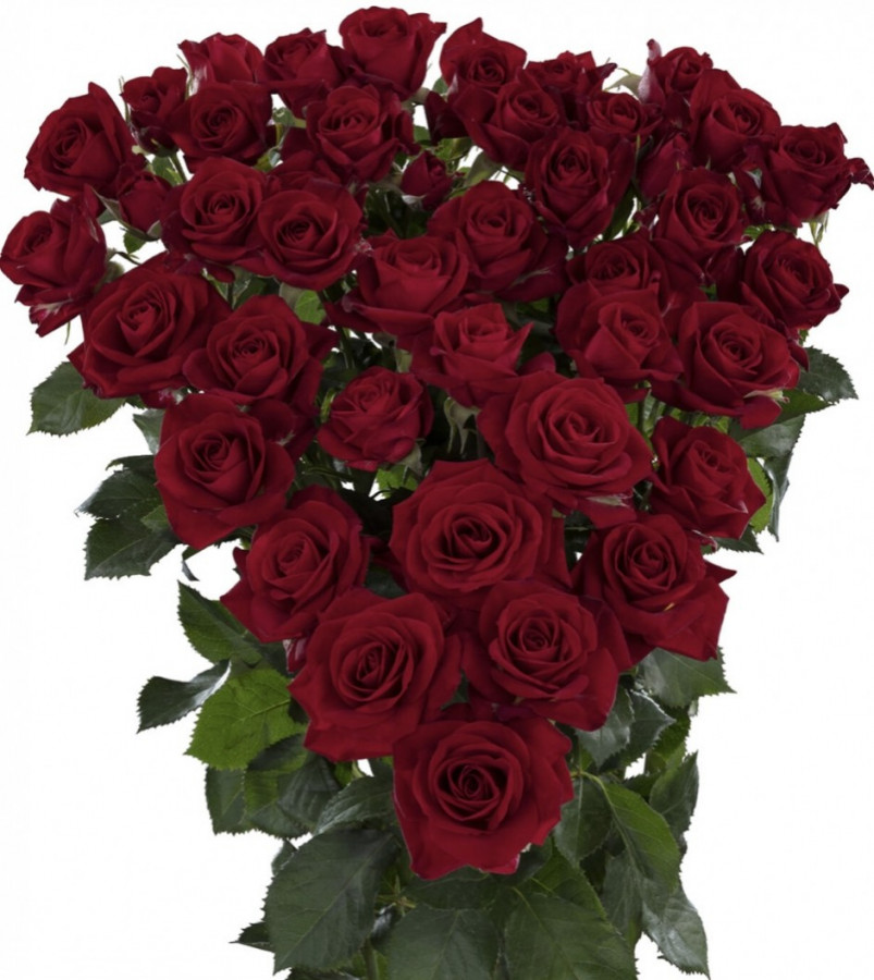 Roses Spray Dominica