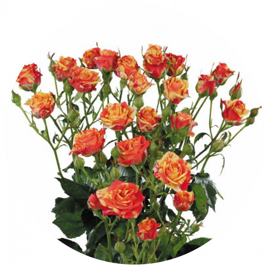 Roses Spray Fire Flash