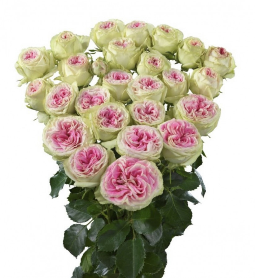 Roses Spray Gelato