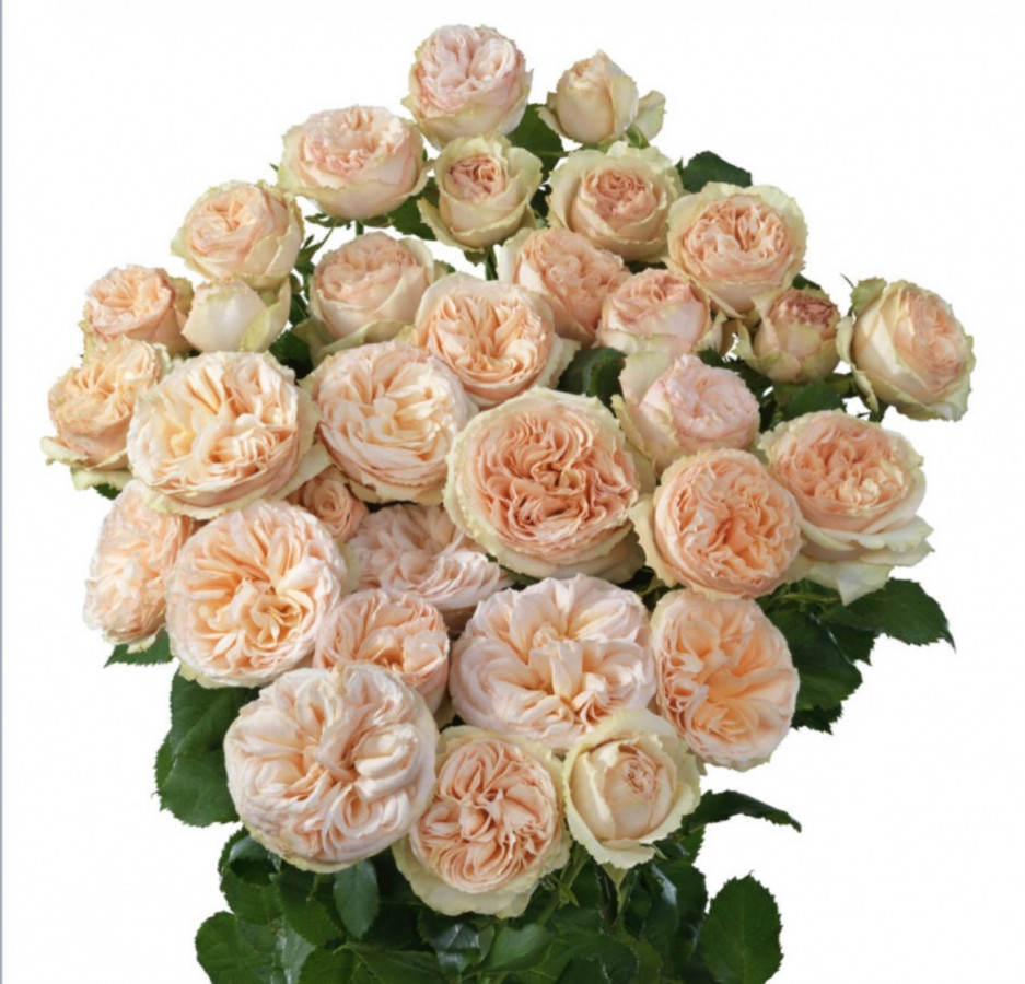 Roses Spray Gen Trendsetter