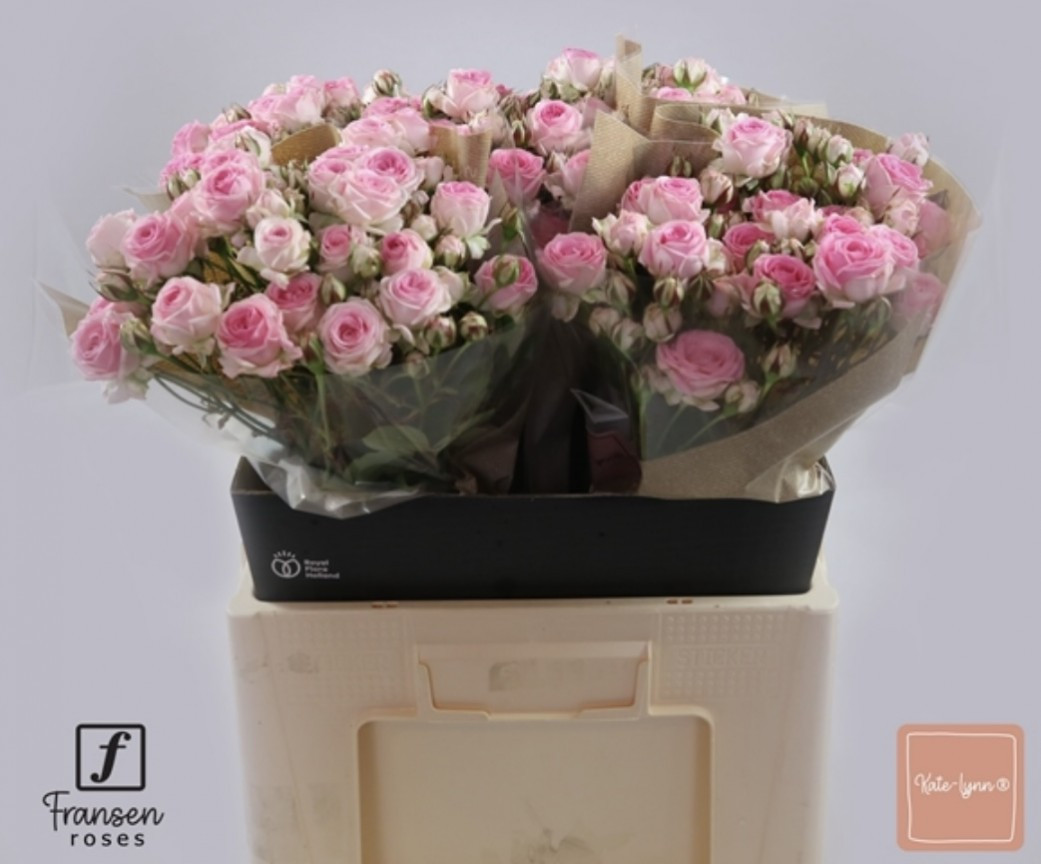 Roses Spray Kate-lynn(Fransen)
