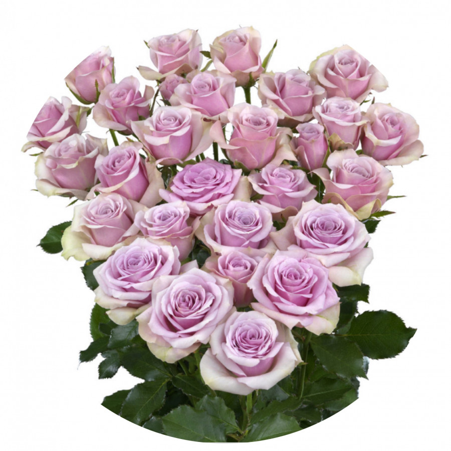 Roses Spray Leila