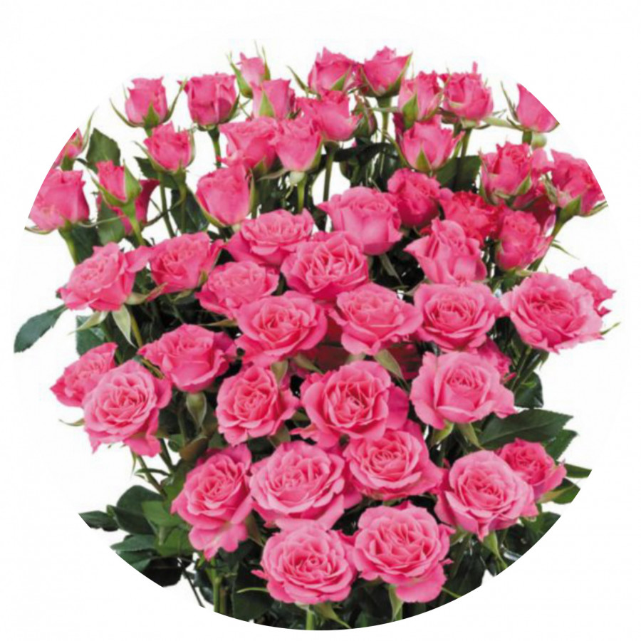Roses Spray .Cerise