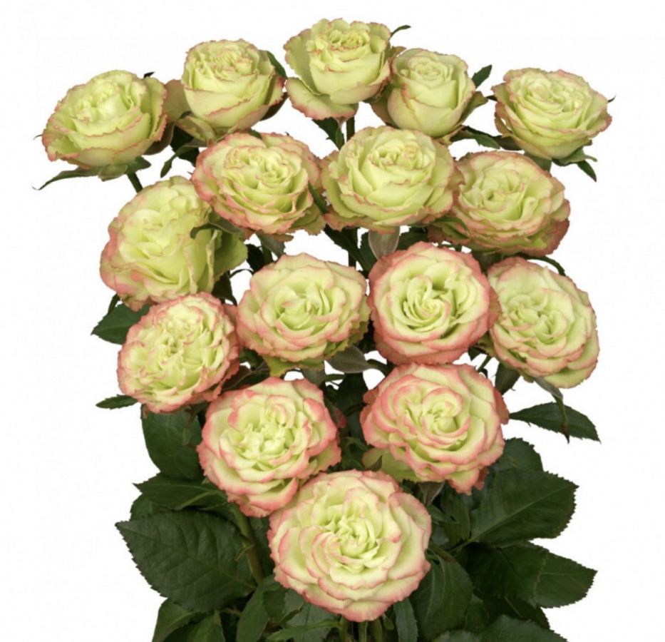 Roses Spray Limousine