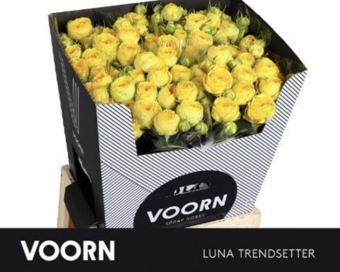 Roses Spray Lun Trendsetter