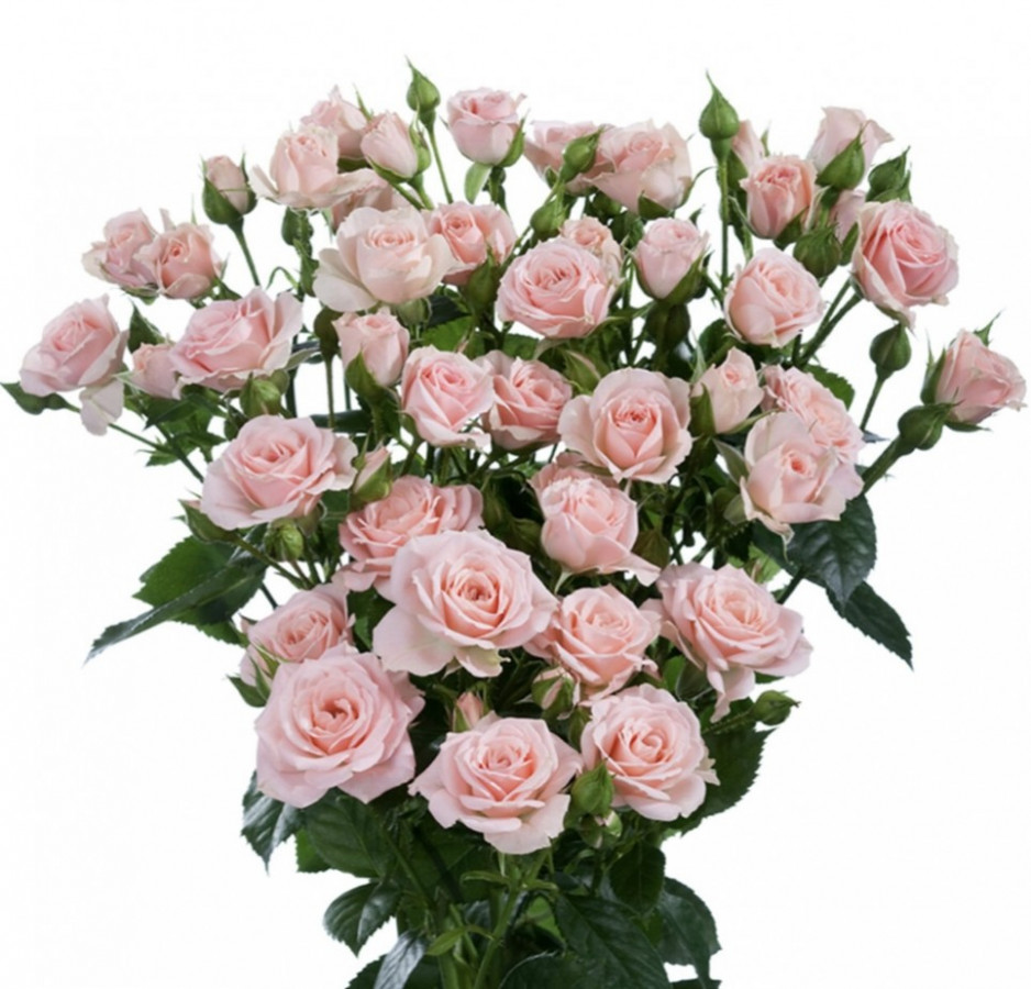 Roses Spray Lydia imp