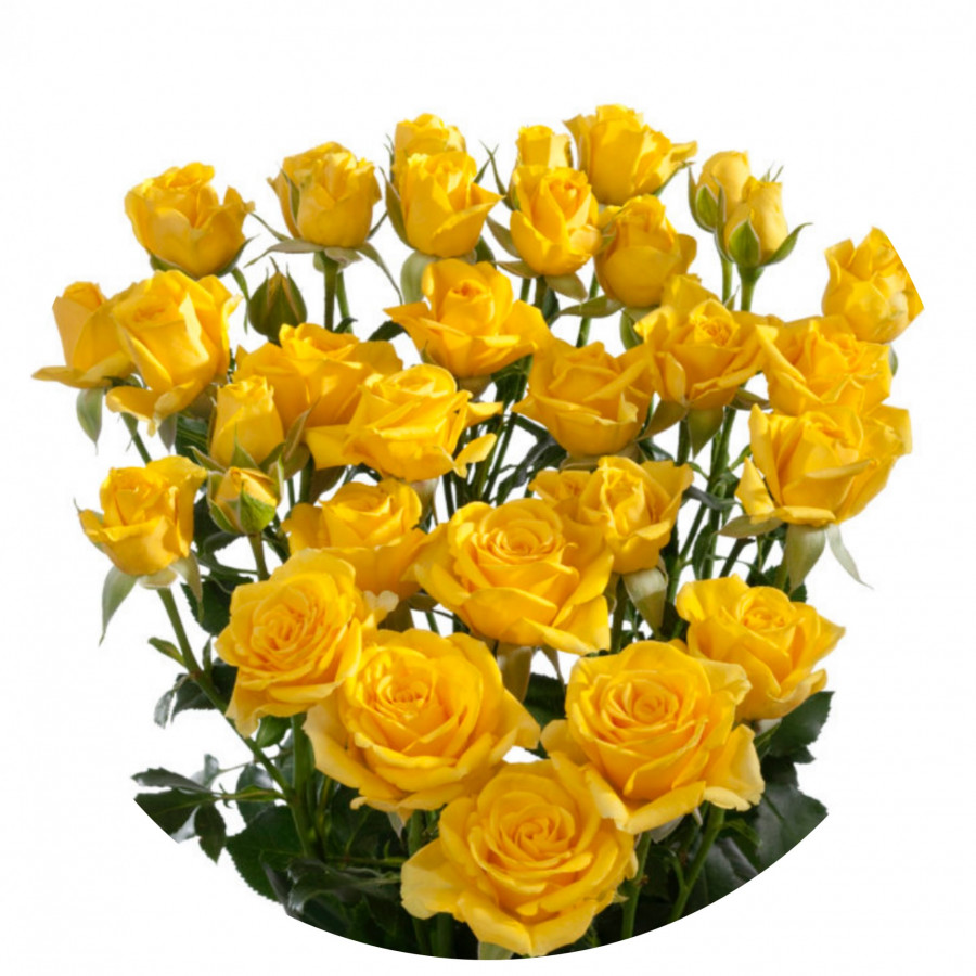 Roses Spray .Yellow