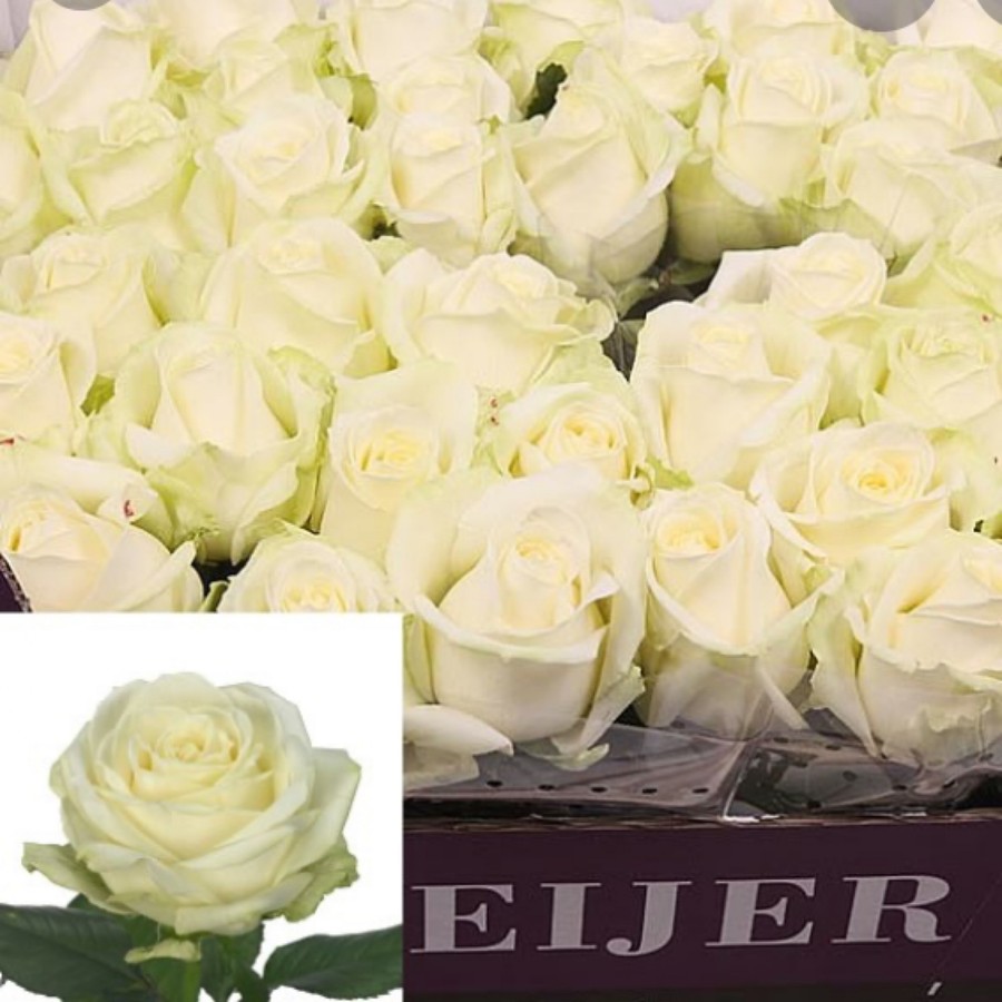 Rose Avalanche Meijer x30 proc.