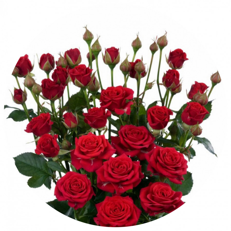 Roses Spray .Red