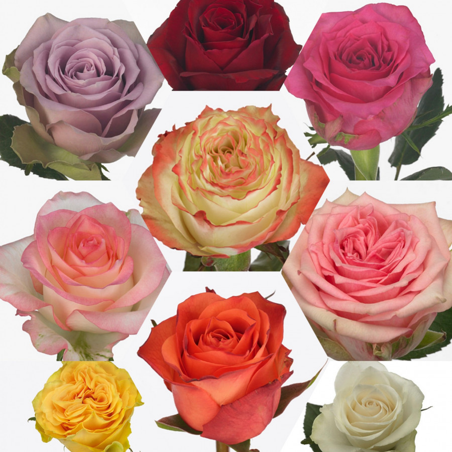 Rose ...Mix Large Special