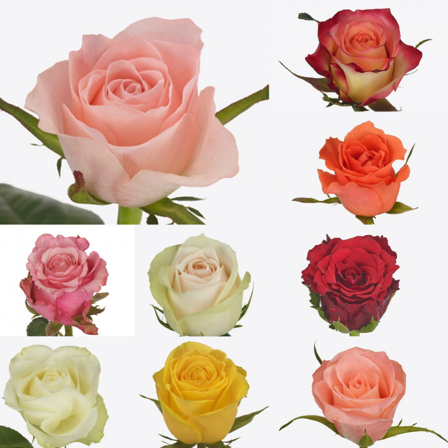 Rose ...Mix Medium Special