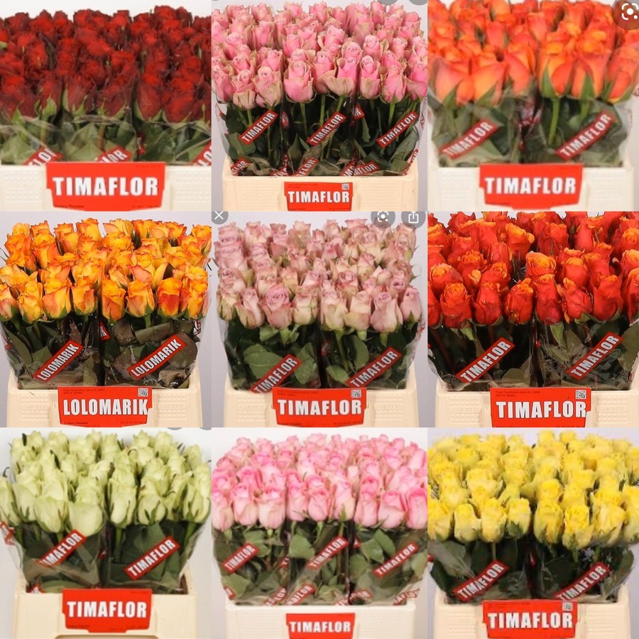 Rose ...Mix Tima.Special