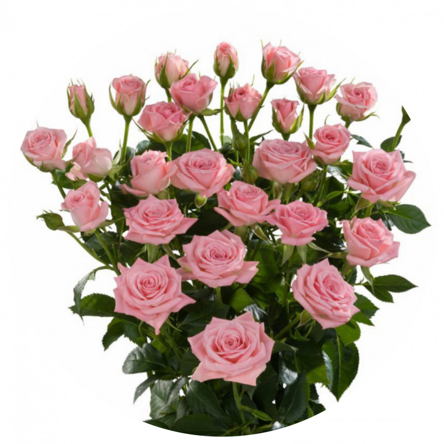 Roses Spray .Pink