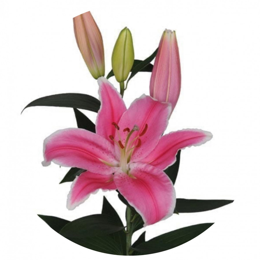 Li or ... Pink Special