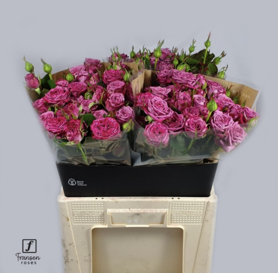 Roses Spray Purple Queen Fransen