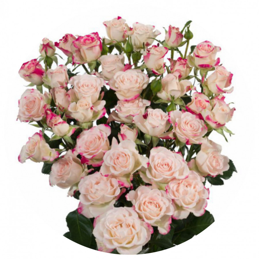 Roses Spray Reflex