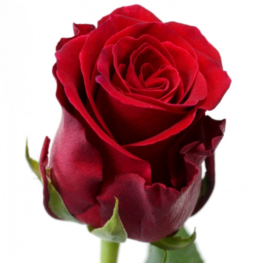 Rose Rhodos