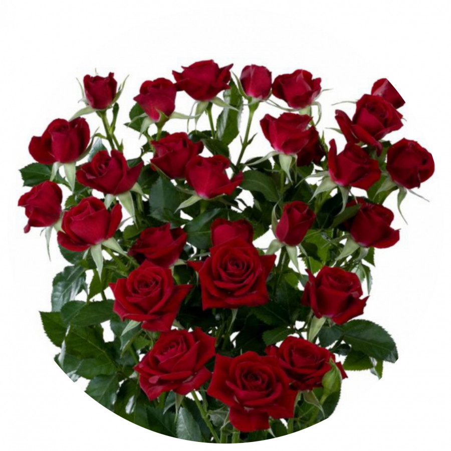 Roses Spray Rubicon