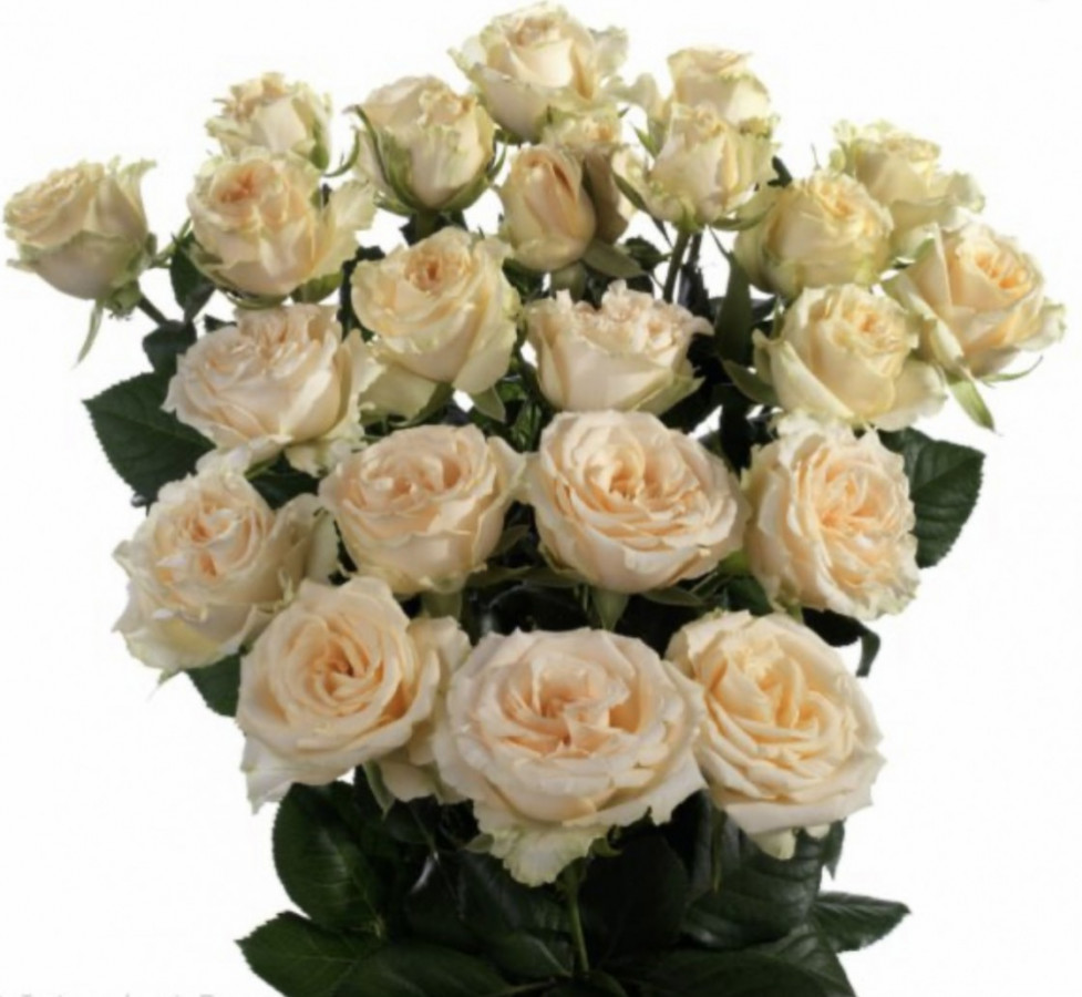 Roses Spray Salinero