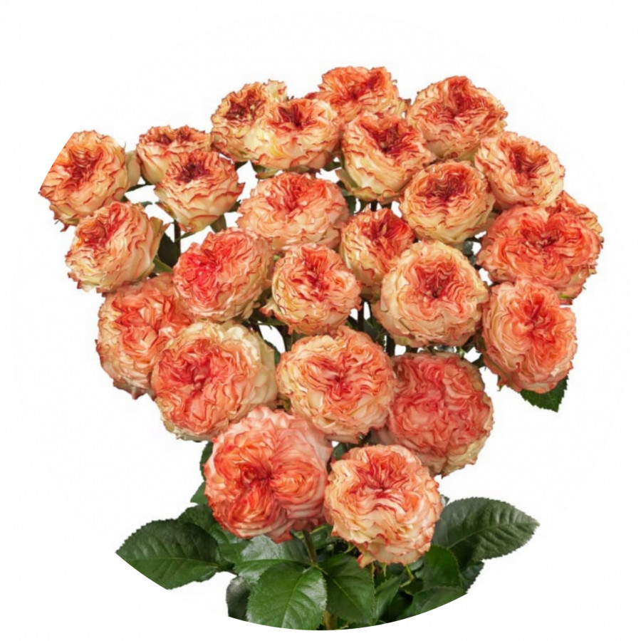 Roses Spray Show Flow